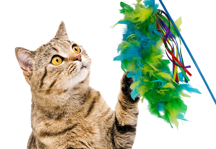 CAT – CAT Toys