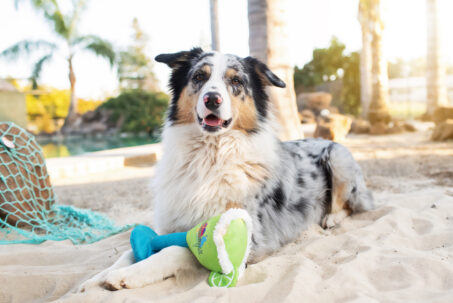 Paws and Paradise: Multipet International, Inc.® Launches New Line of Margaritaville® Pet Toys