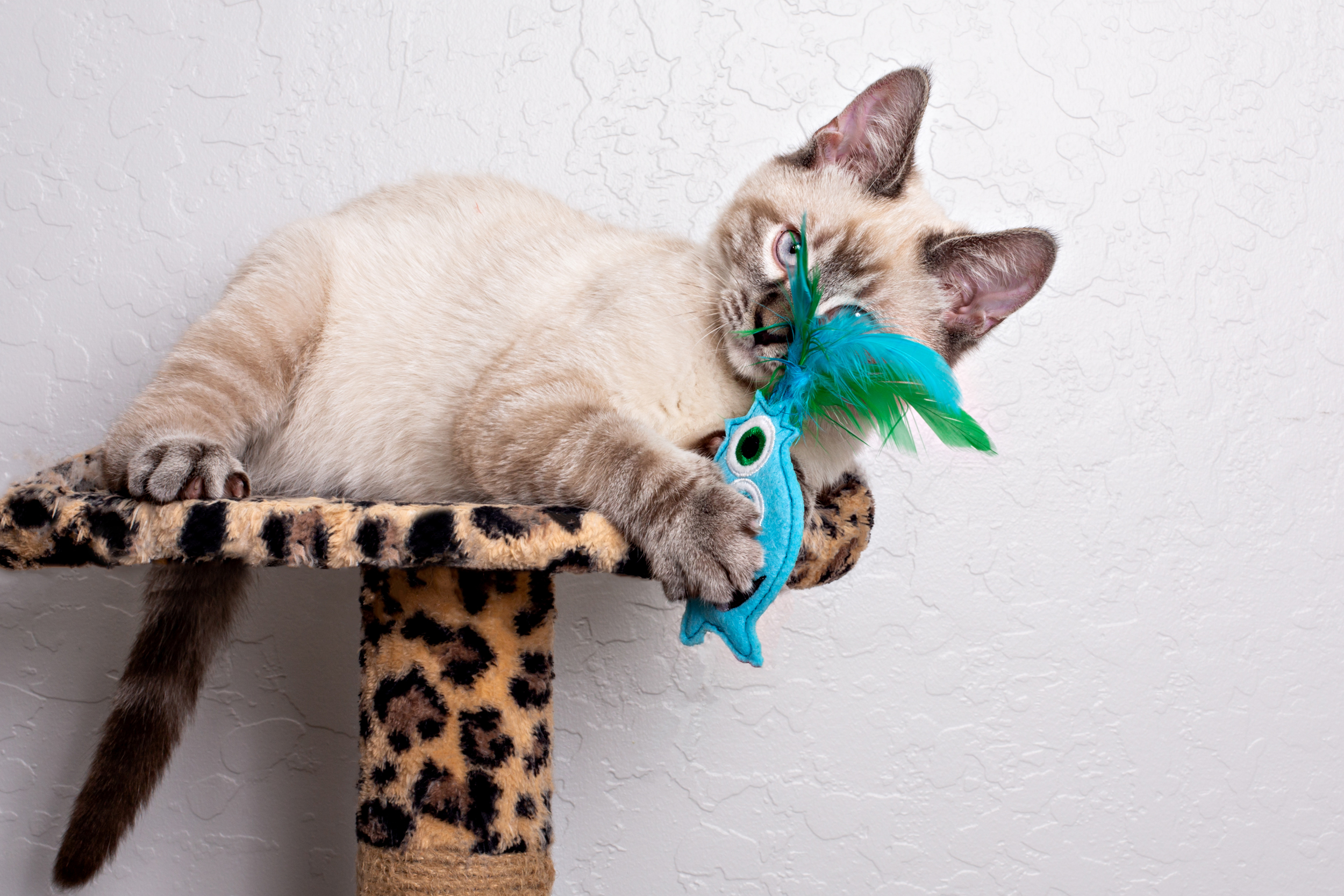 7 Best Cat Toys for Bored Cats