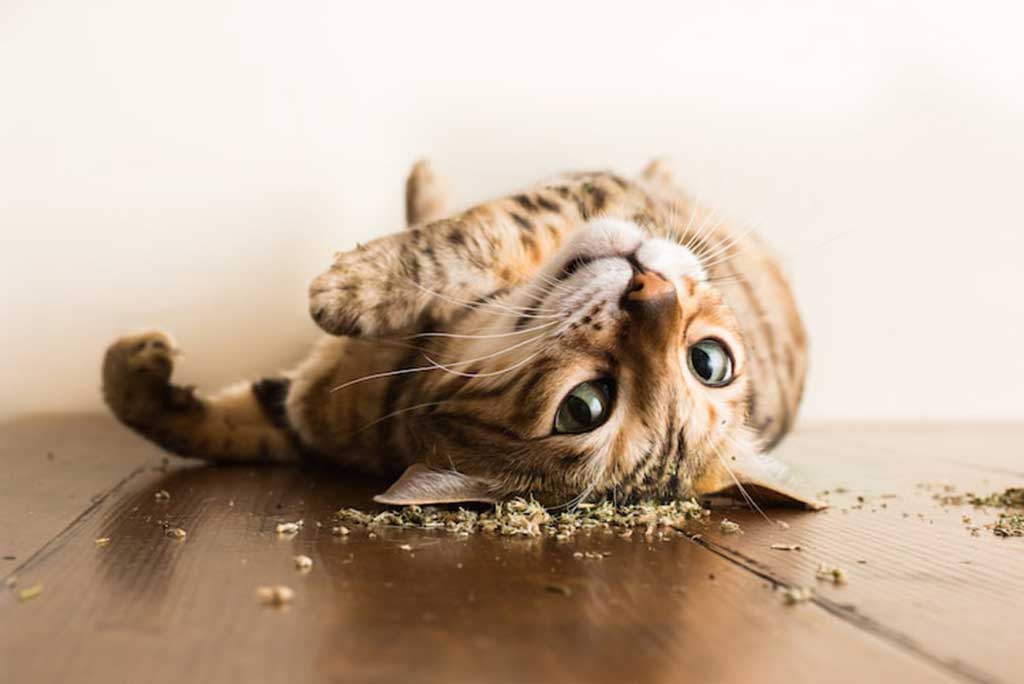 The Effects of Catnip on Cats
